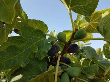 figs%20can%20bech.jpg