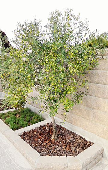 olivetree