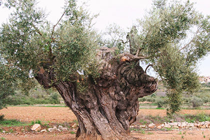 olivetree